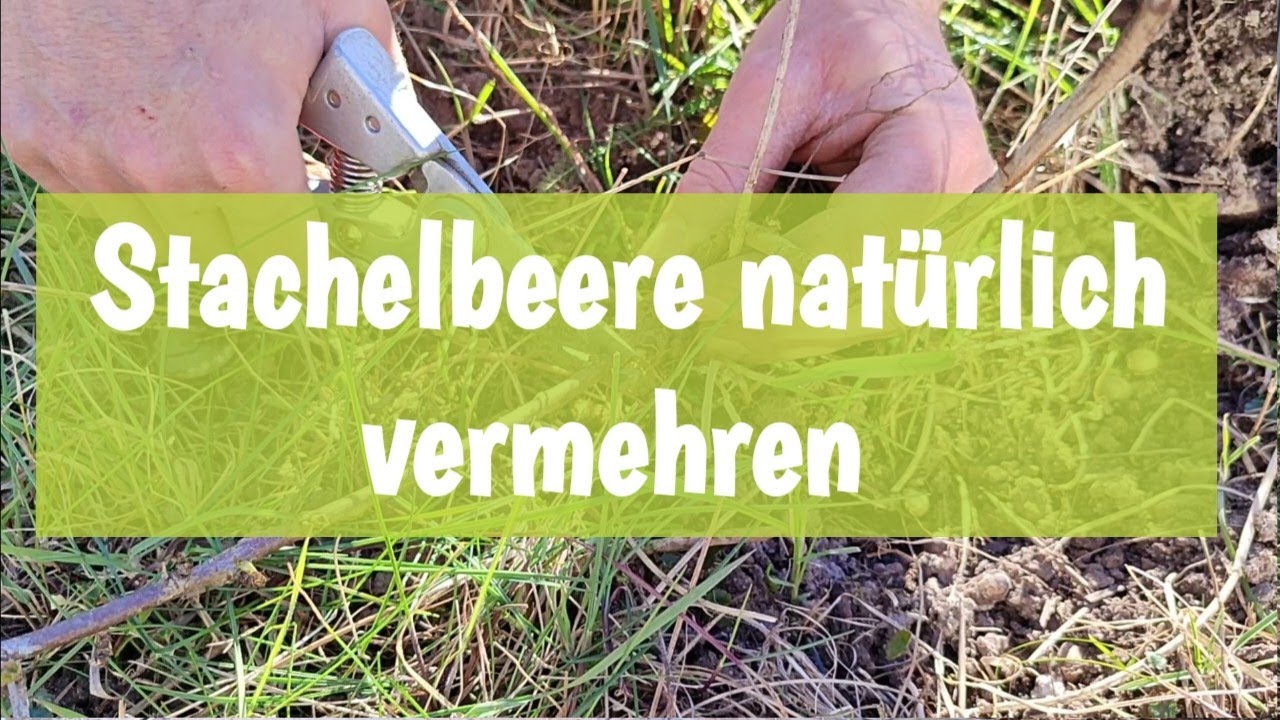 Stachelbeere natürlich vermehren & verjüngen | Anleitung ✂️