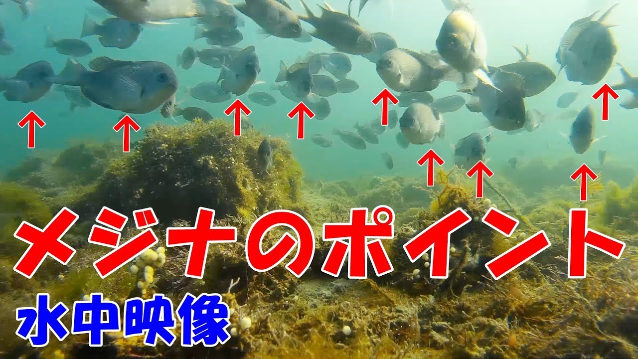 【水中映像】メジナのいるポイント（波止・漁港）