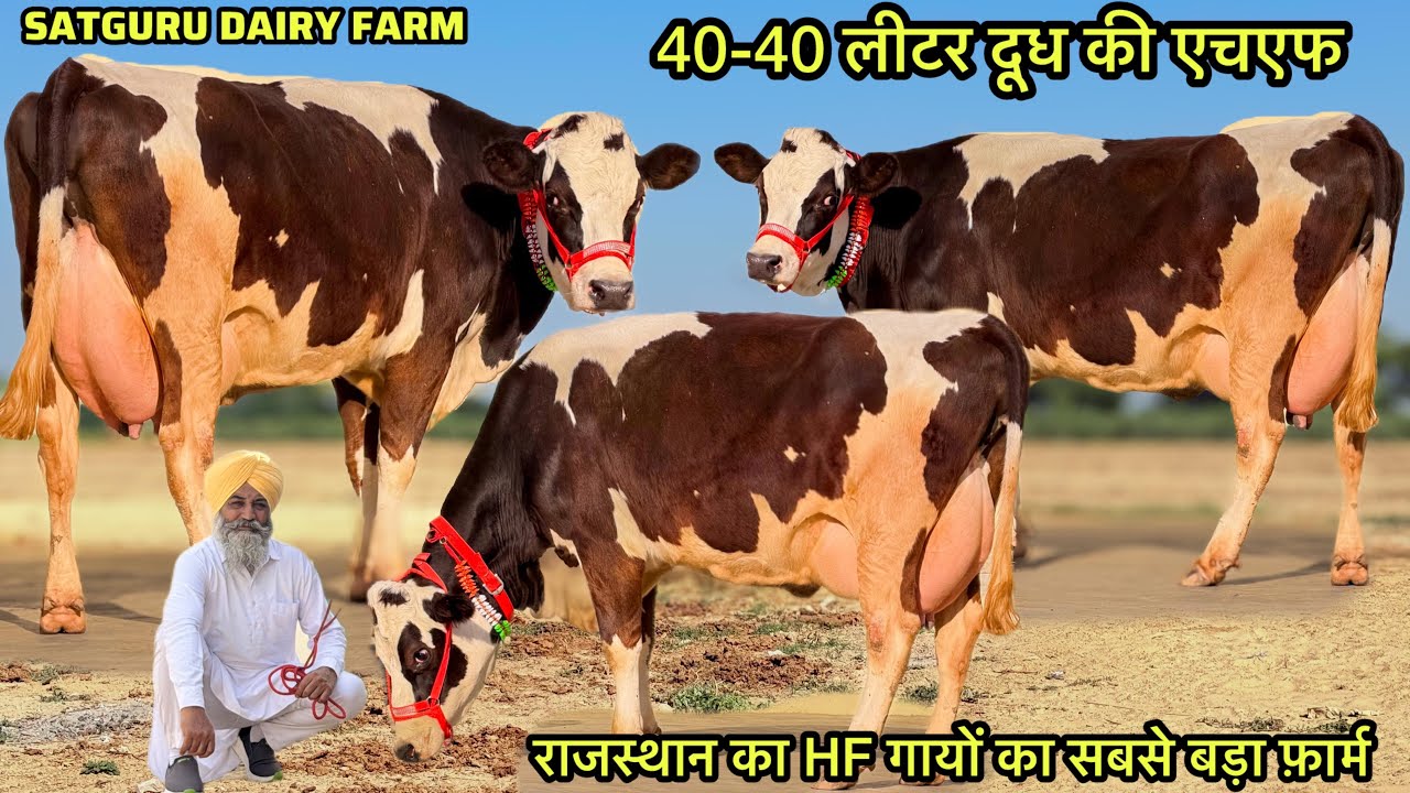 35-35 लीटर दूध की 15 गाय बिकाऊ👌राजस्थान का सबसे बड़ा HF गायों का फ़ार्म👑SATGURU DAIRY FARM PVT.LTD.👑