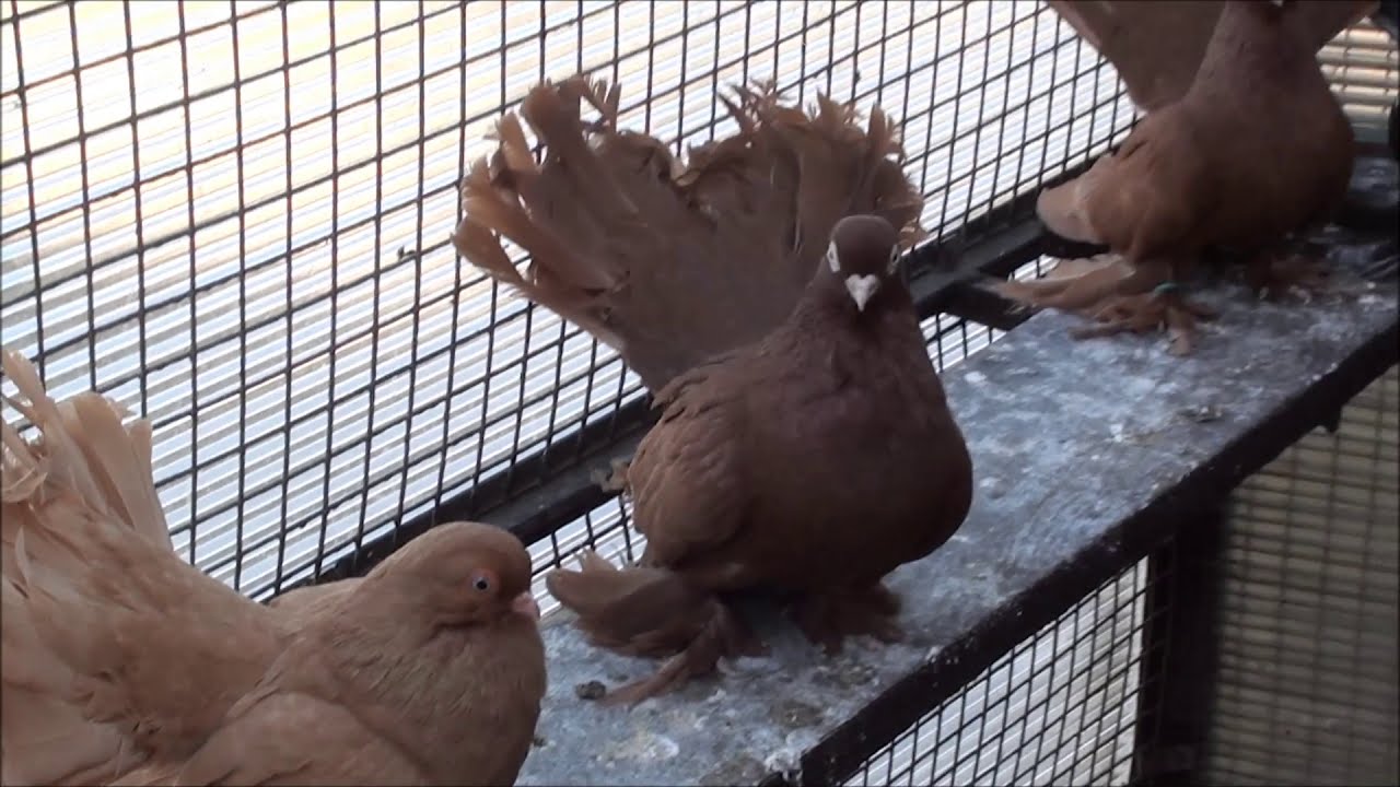 Статные голуби у Александра.  тел. 89281083884.