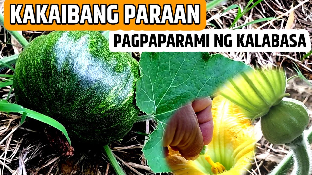 KAKAIBANG PARAAN NG PAGPAPARAMI NG BUNGA NG KALABASA | D' GREEN THUMB