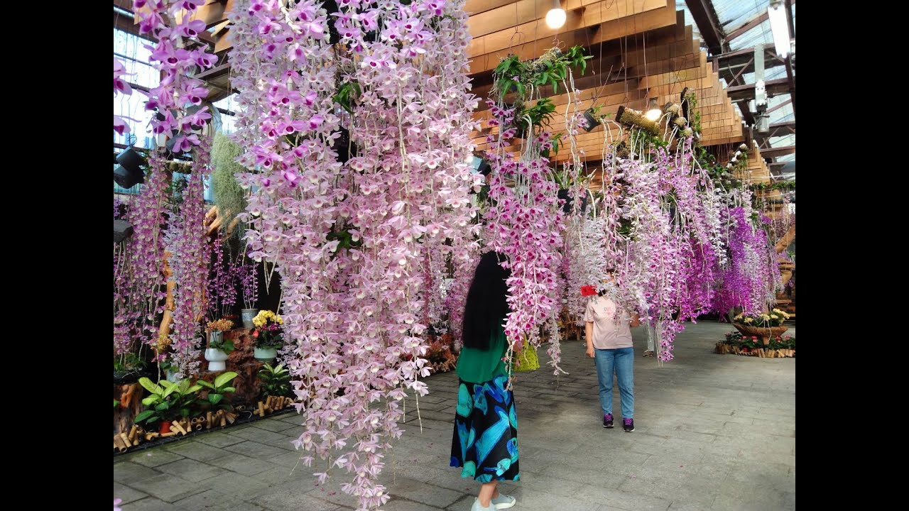 台灣台中后里瀑布蘭花園區爆開中(The most beautiful orchid garden in Taiwan.)