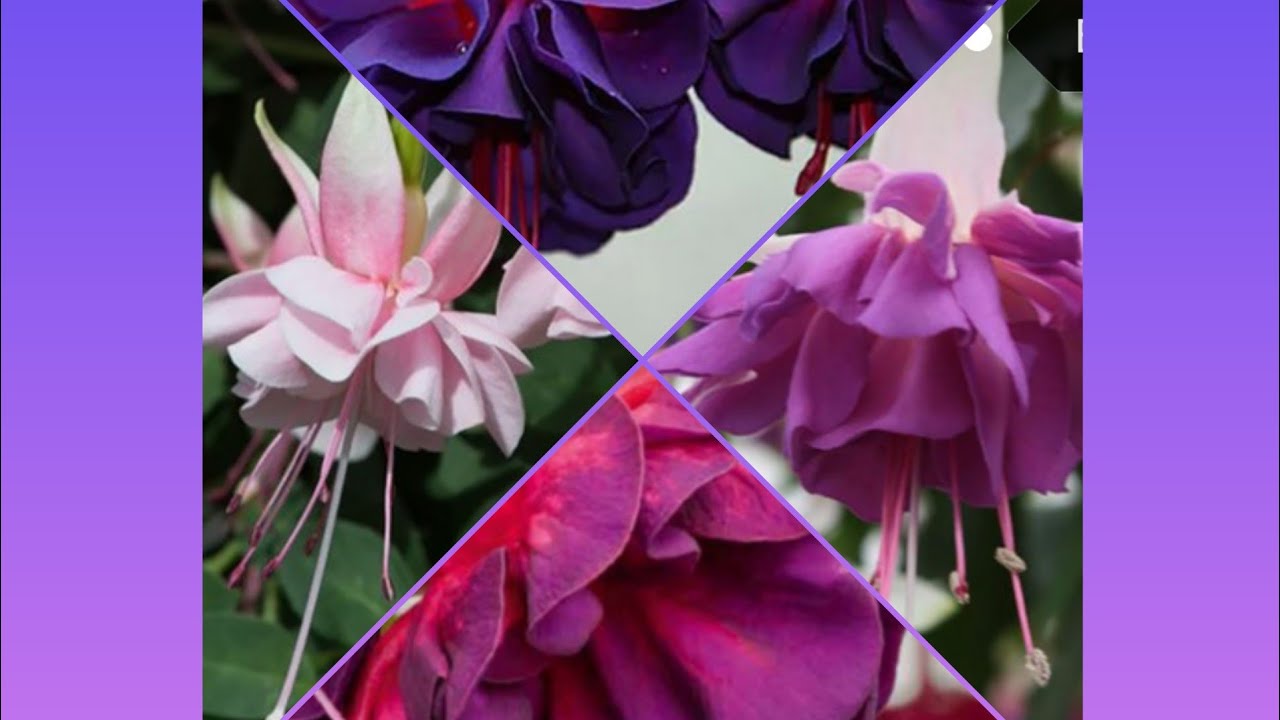 🌺Фуксии.Рост и развитие.😍Уход,подкормки,черенкование.🌺
