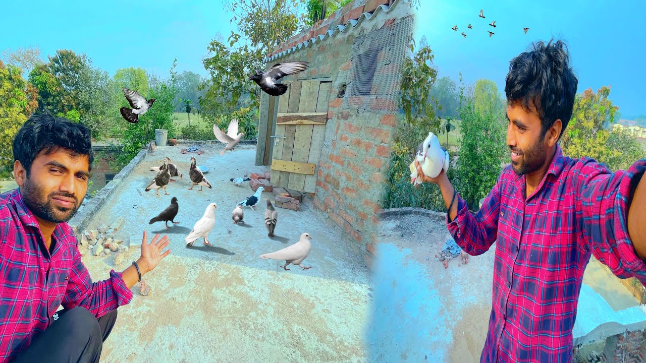 Pigeon Ke Pankh Khol Diy 🐦 Kbooter Video 😍