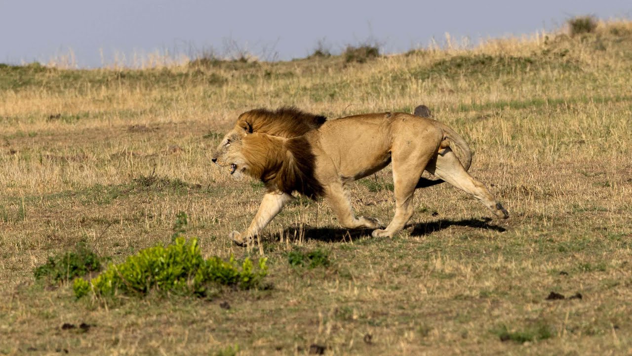 Territorial showdown! 2 male lions (The Hammerkop boys) vs Orkirikoi
