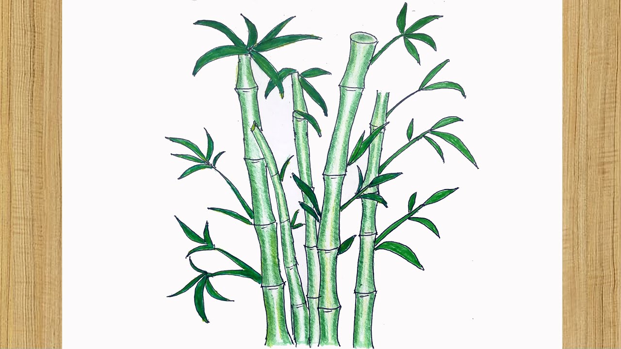 Bamboo Drawing Colour | Bamboo Drawing Tutorial | How to Draw Bamboo Tree Easy 🎋🌿