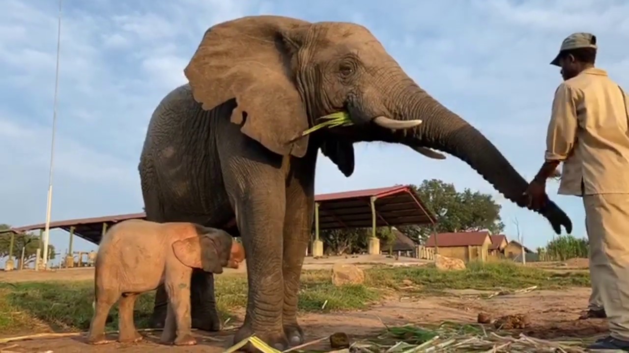Lundi the Great Aunt of the Jabulani Herd