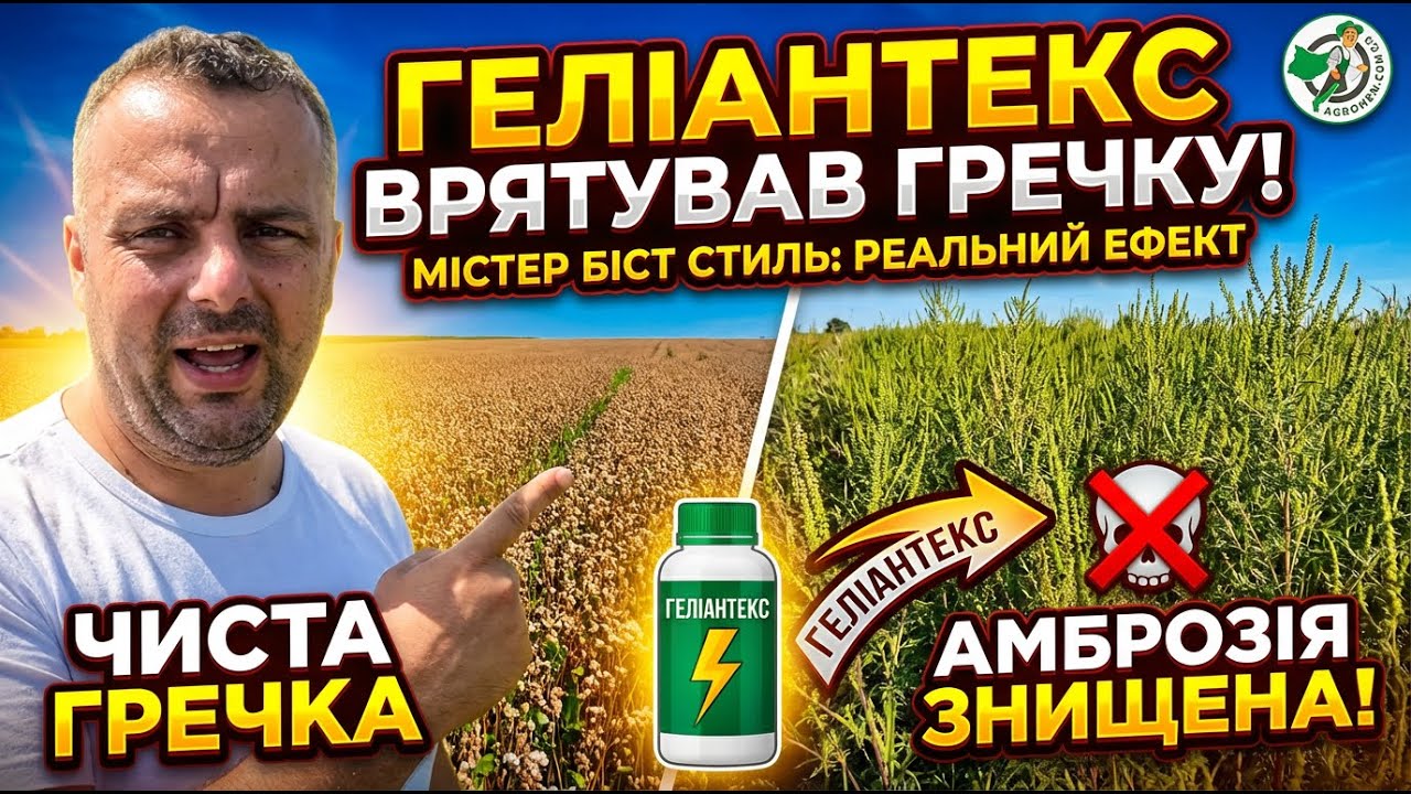 Результати Застосування Геліантекса по Гречці