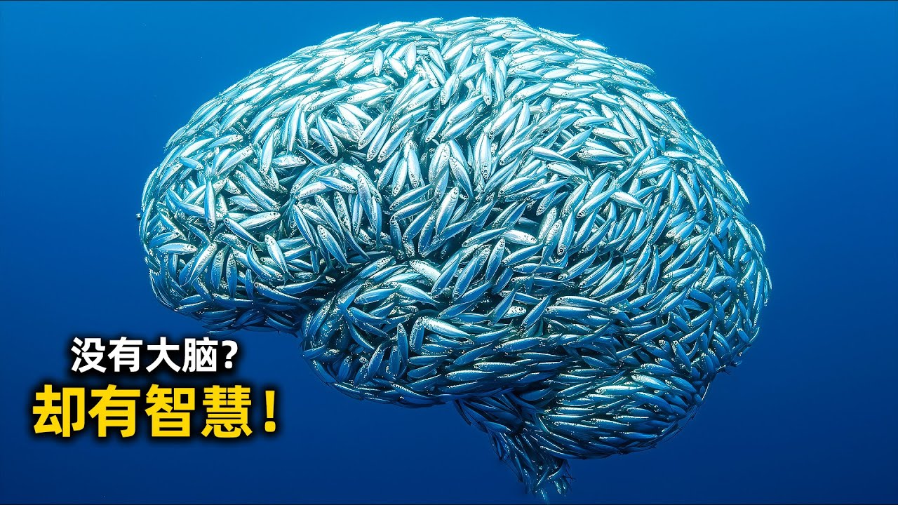 单个是白痴，聚在一起是上帝？宇宙如何靠“一群傻瓜”涌现出神级智慧｜涌现