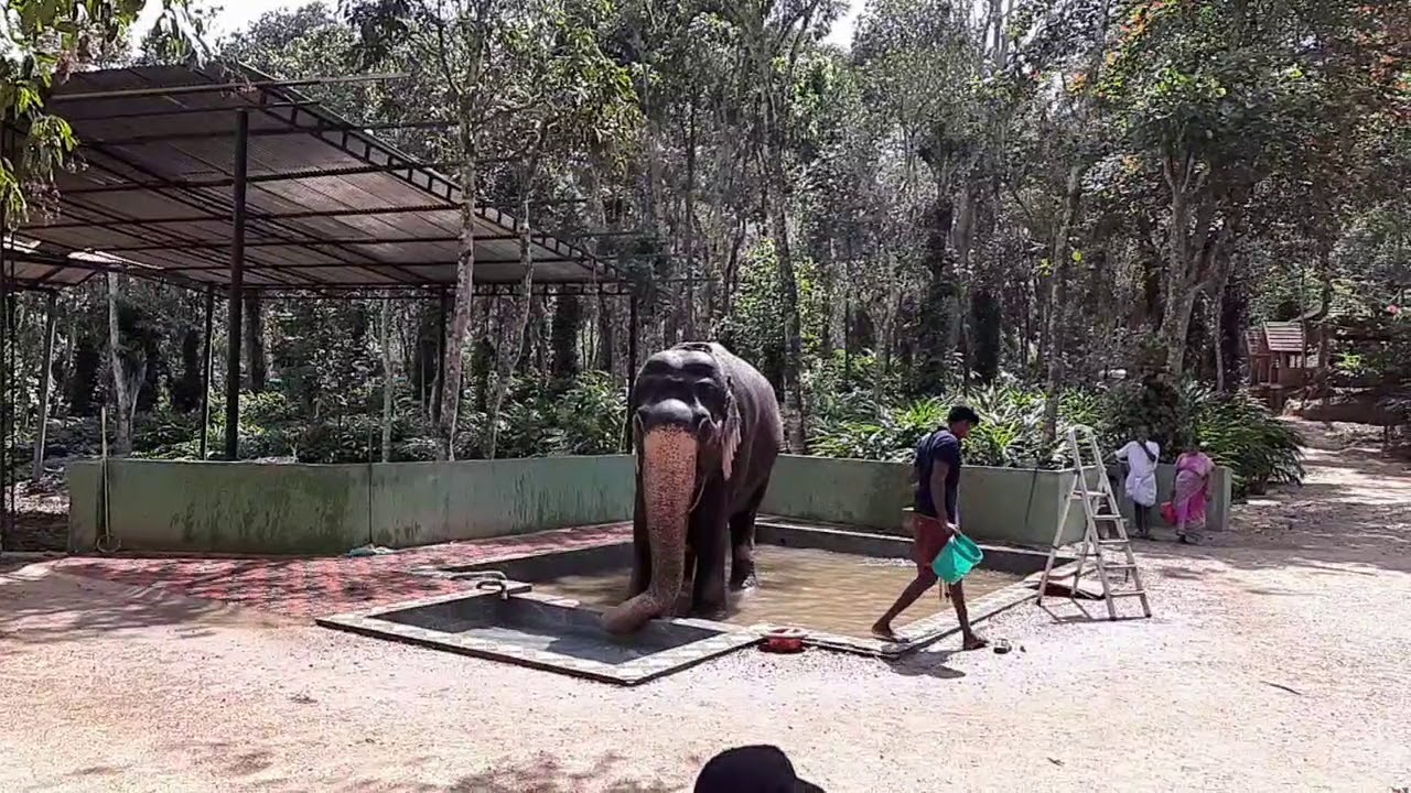 Elephant Infrasound captured
