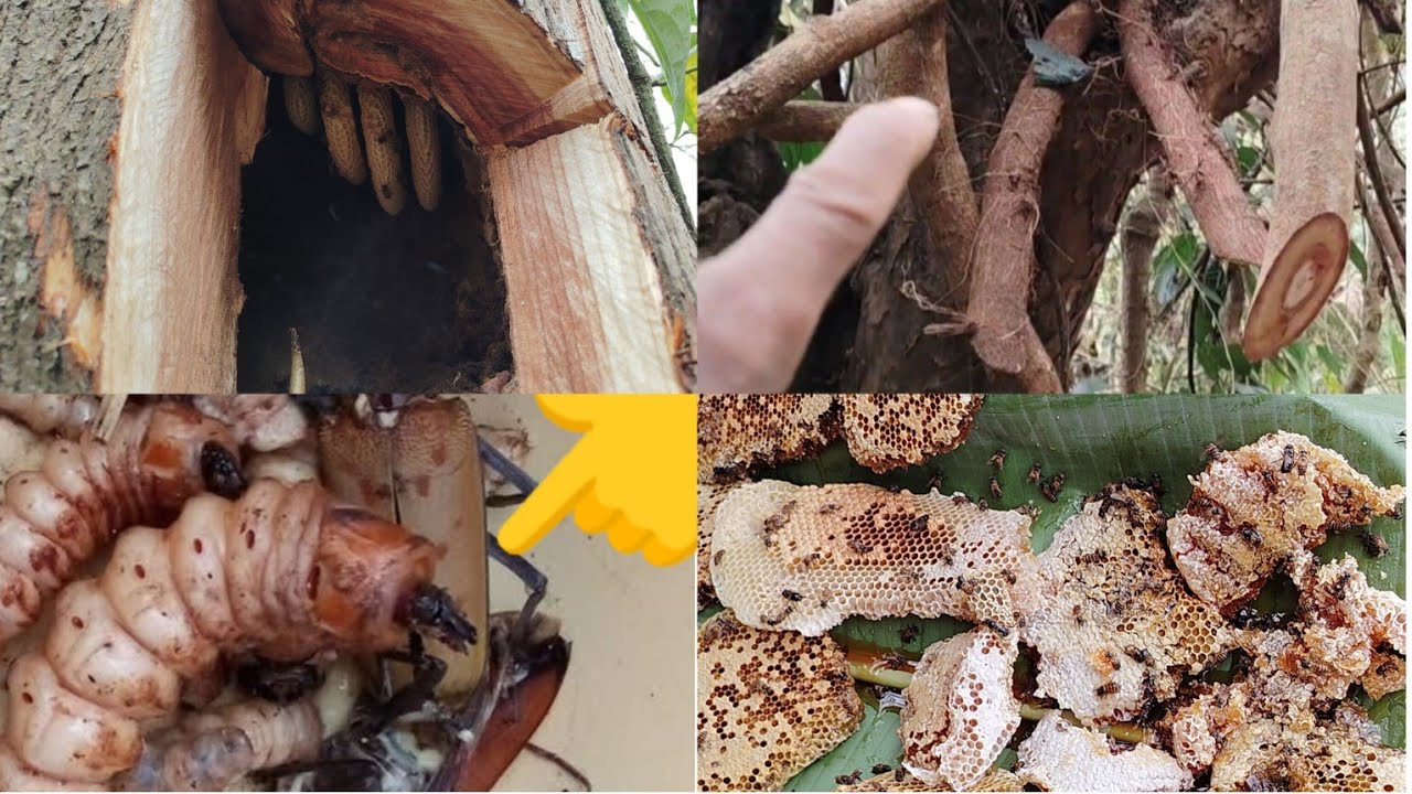 12 March 2026 cutting down a wood worm tree and harvesting honey