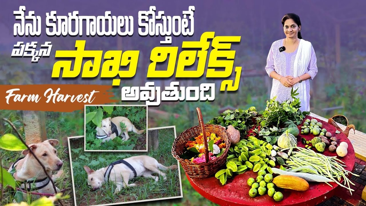 Harvest/ఇవాళ ఏమి కోసామో చూడండి @MAD GARDENER