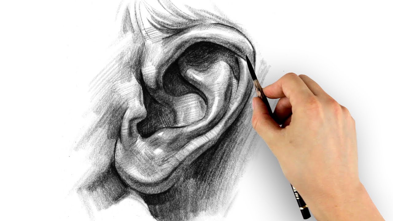 How to Draw Ears - Step by Step