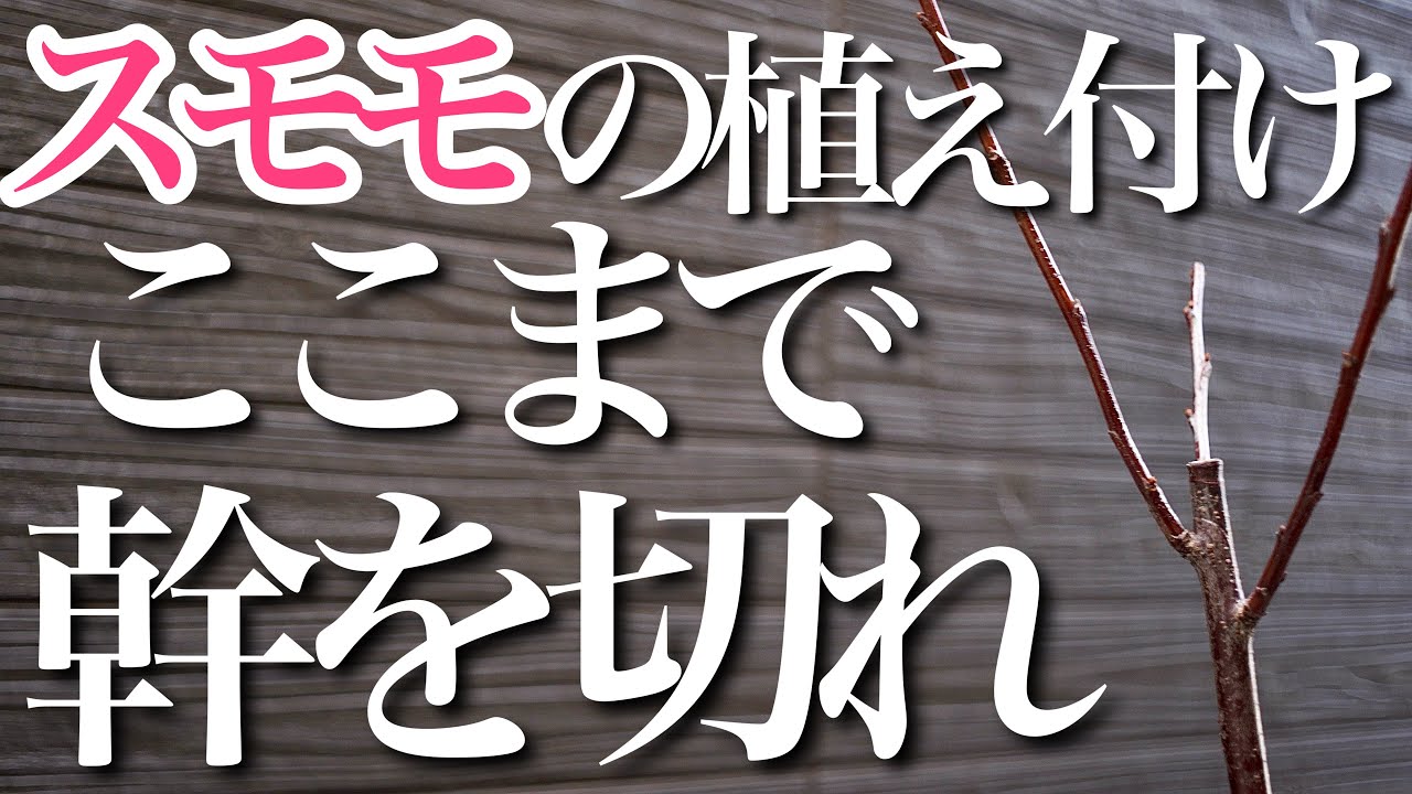 【全部みせます】購入後のスモモの苗　植え付けから剪定・幹の切り戻しを教えます【花芽】