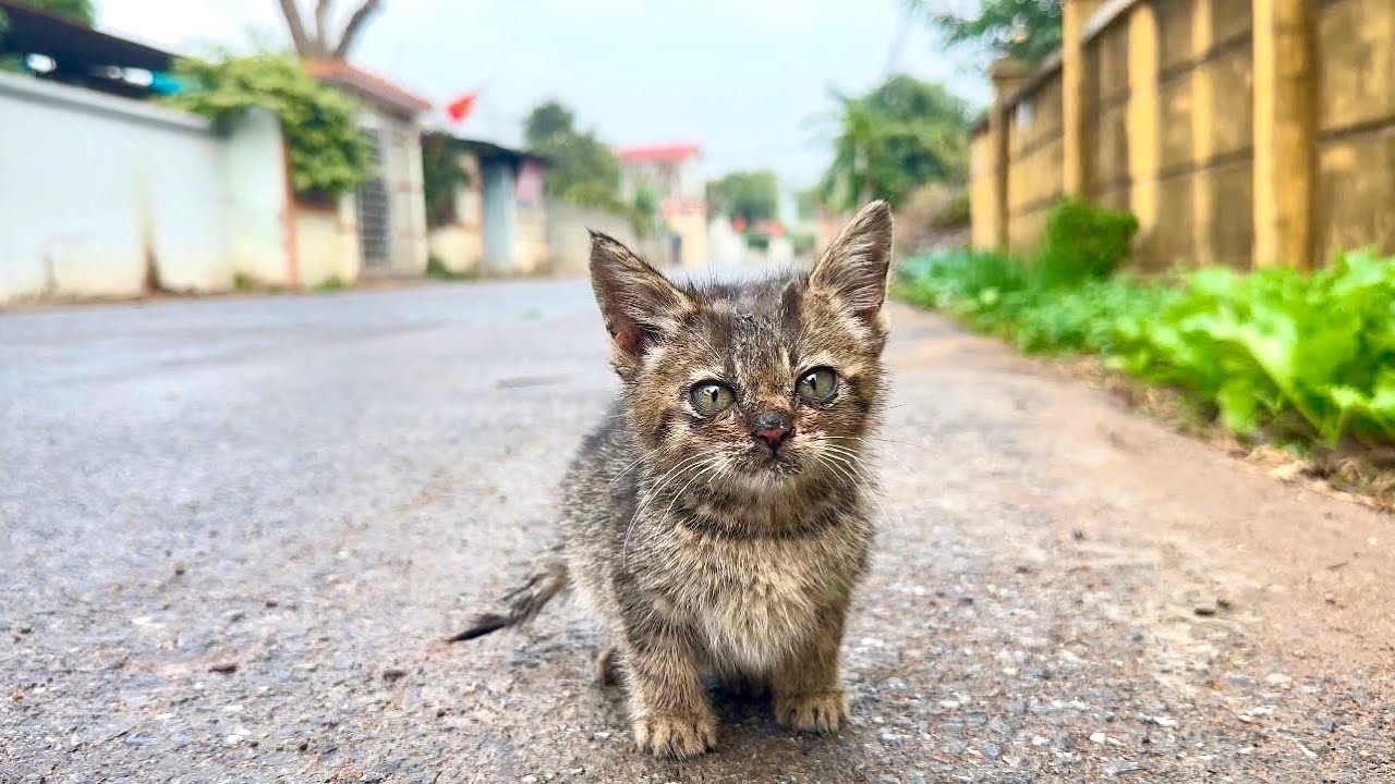 I found the cutest little kitten on the side of the road, looking for food and I Couldn't Pass by