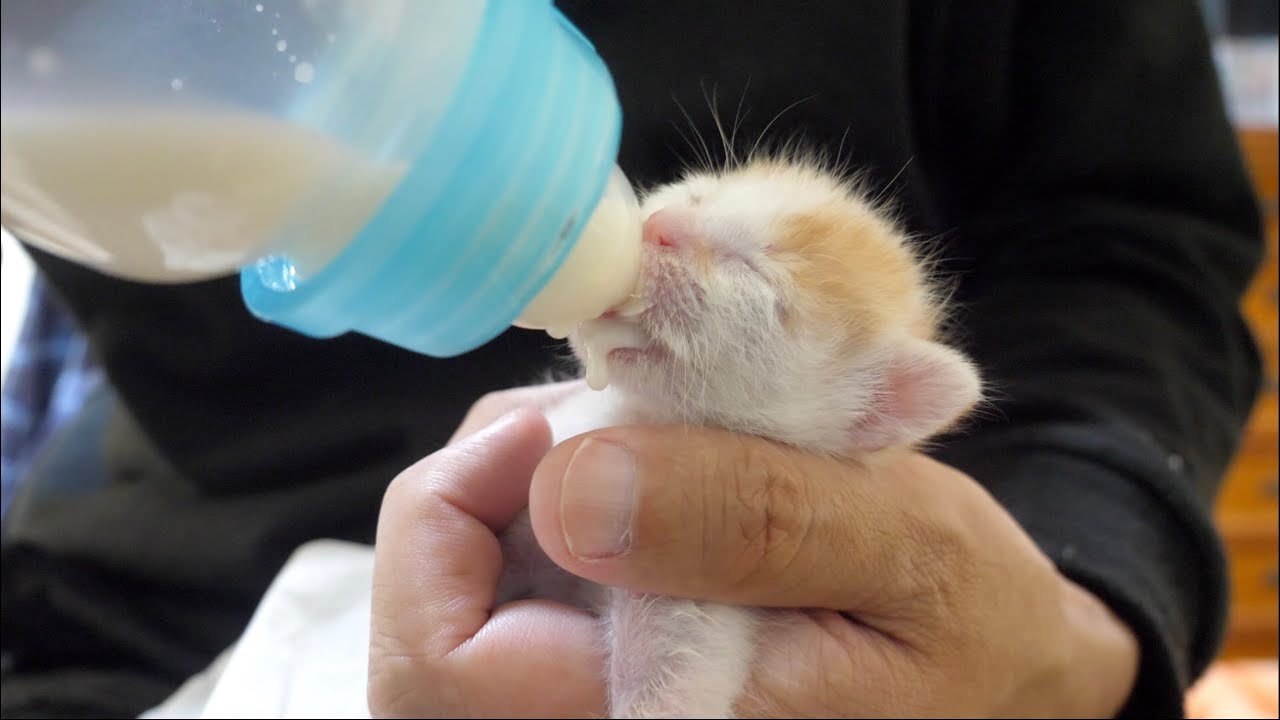 【子猫】ミルクをごくごく飲んでお腹が膨らんできた子猫がこちらです