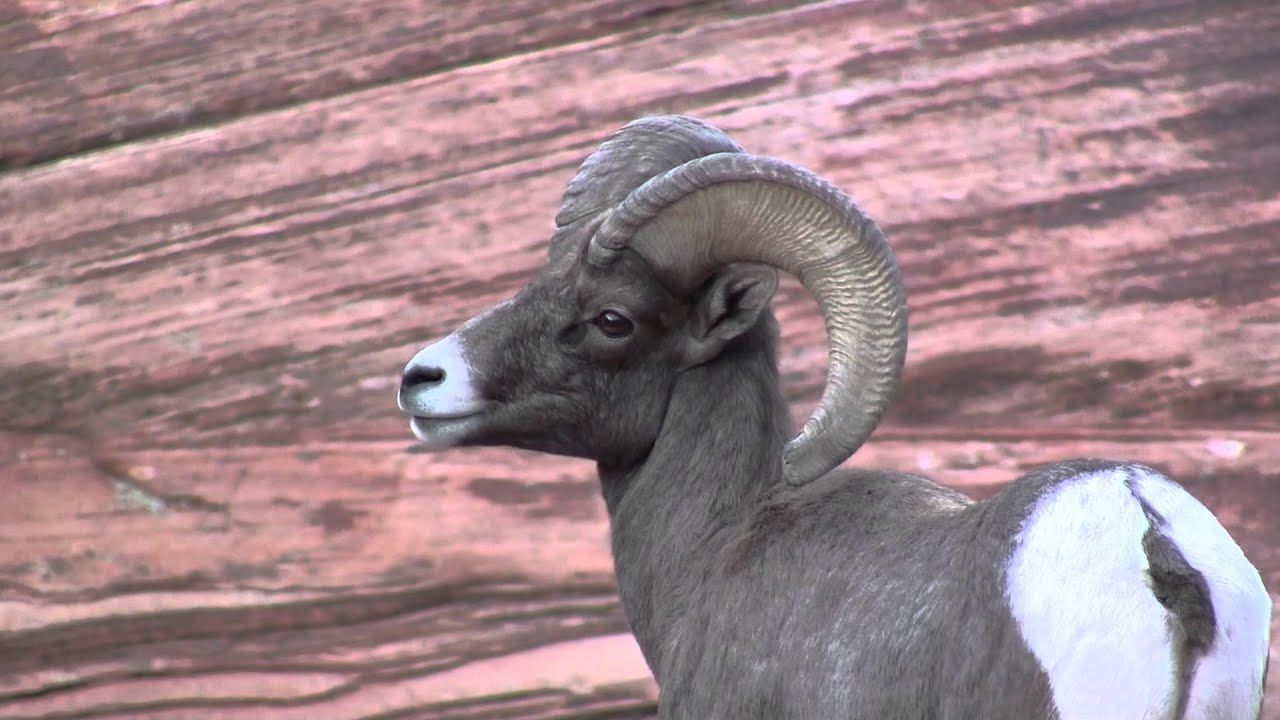 Wildlife - Zion National Park - Bighorn Sheep