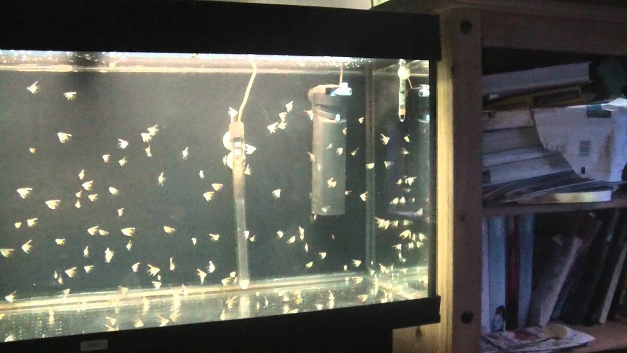 angelfish breeding setup