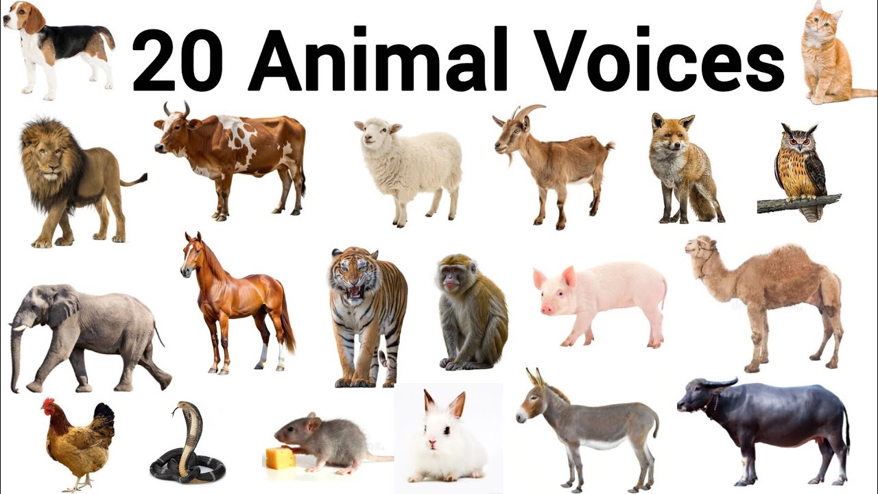 20 Animal Voices for Kids 🦁🐯🐑 | Learn Animal Sounds for Children & Toddlers