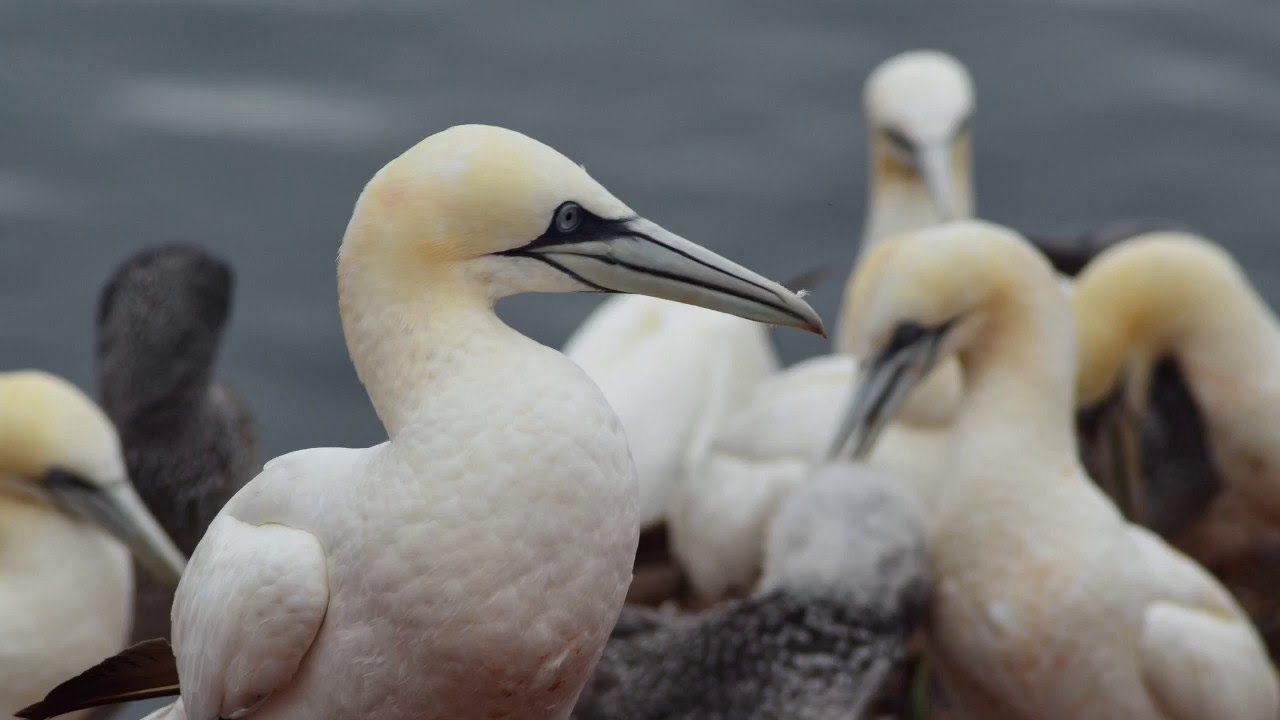 Helgoland   Insel der Basst&ouml;lpel
