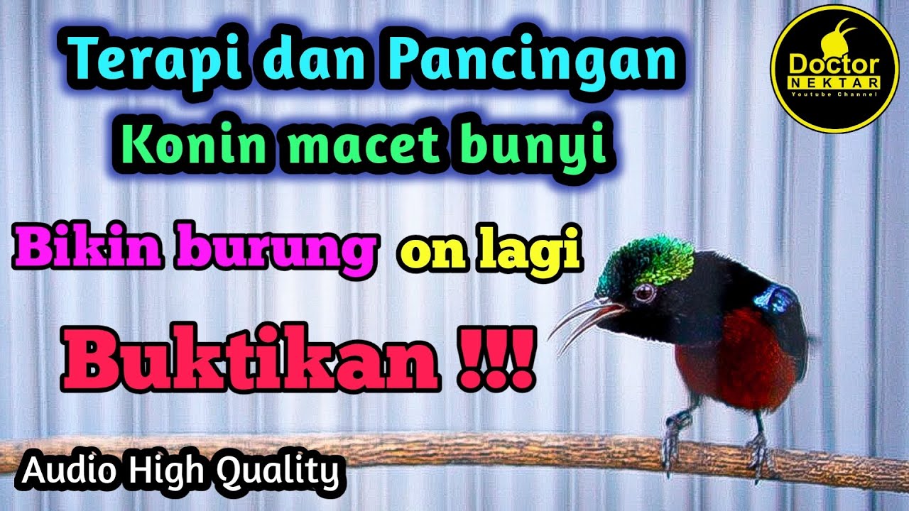 PANCINGAN KONIN MACET BUNYI GACOR FULL ISIAN COCOK BUAT KOLIBRI BAHAN IJOAN/PASTOL BELAJAR BUNYI