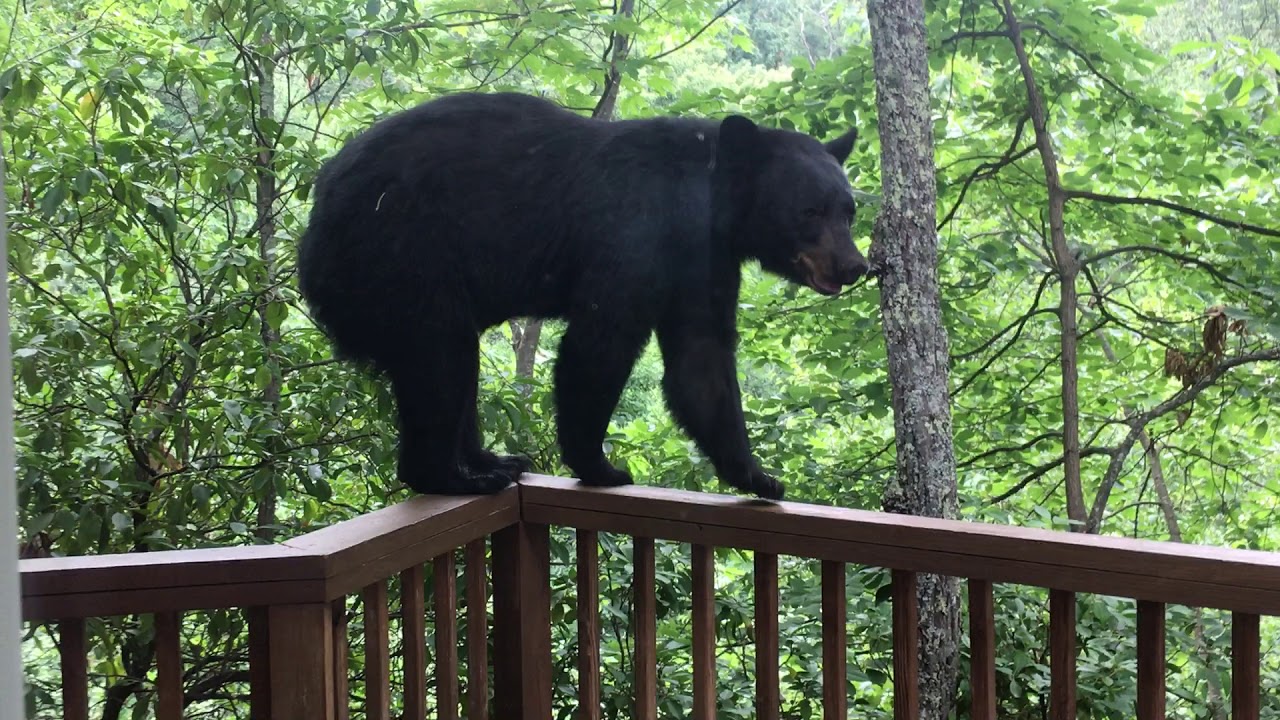 Momma Bear and Cub On Porch in Gatlinburg - BJBourg