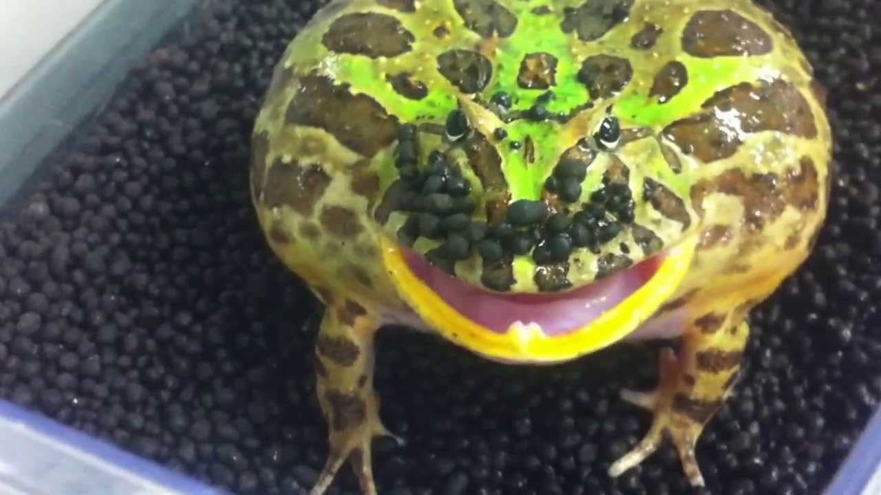 カーティンガツノガエルの大激怒