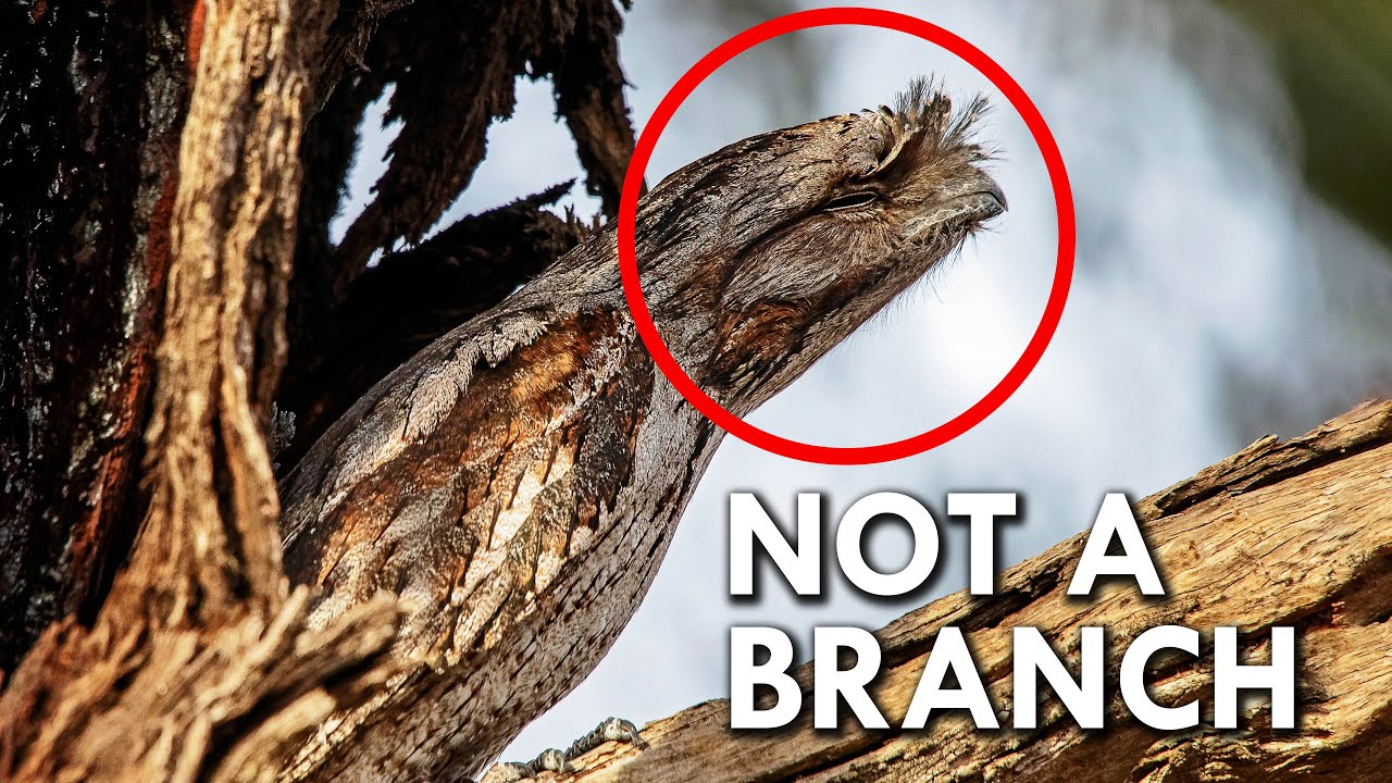 Tawny Frogmouth: Master of Camouflage