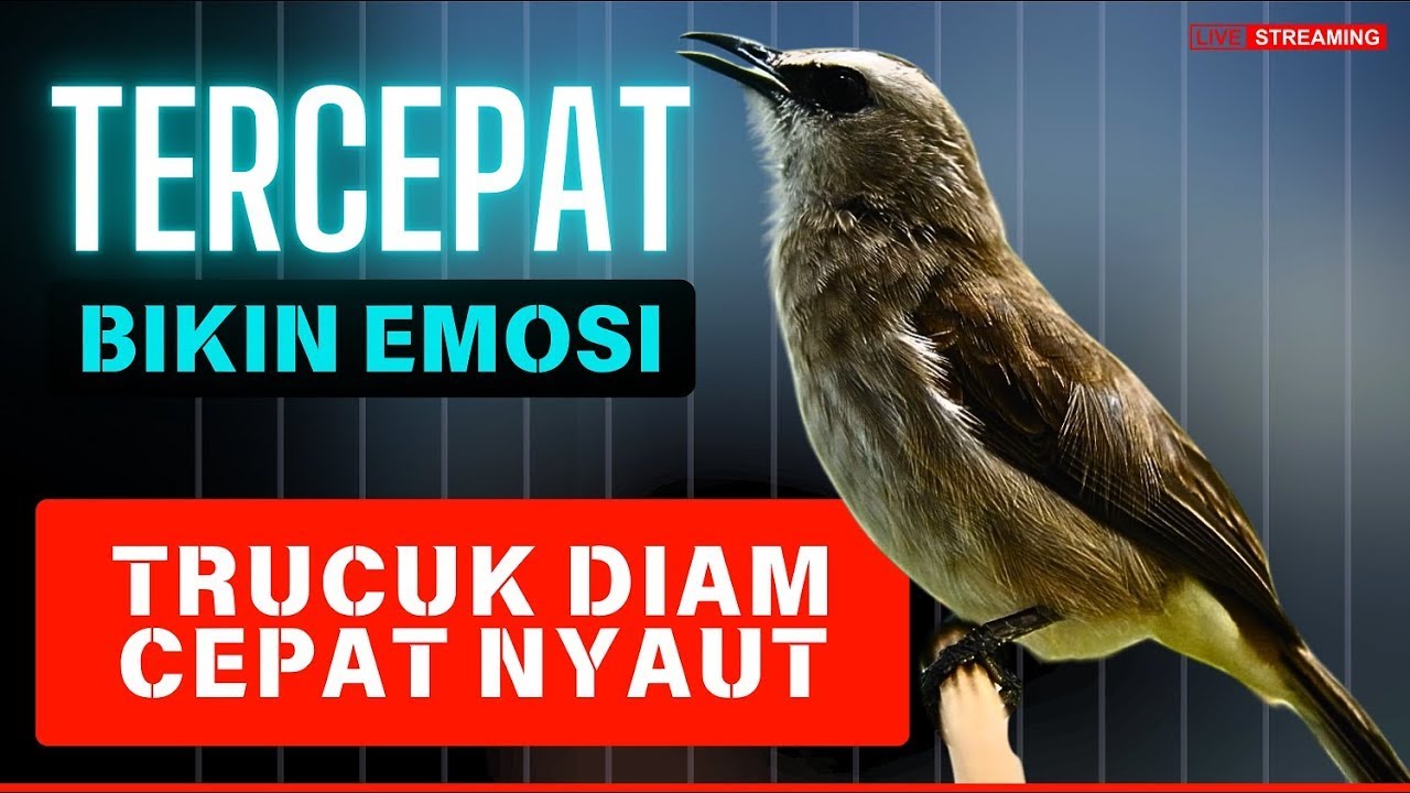 TRUCUKAN TARUNG ROPEL PANJANG | Pancingan Trucukan agar bunyi jadikan Burung Trucuk Gacor EMOSI
