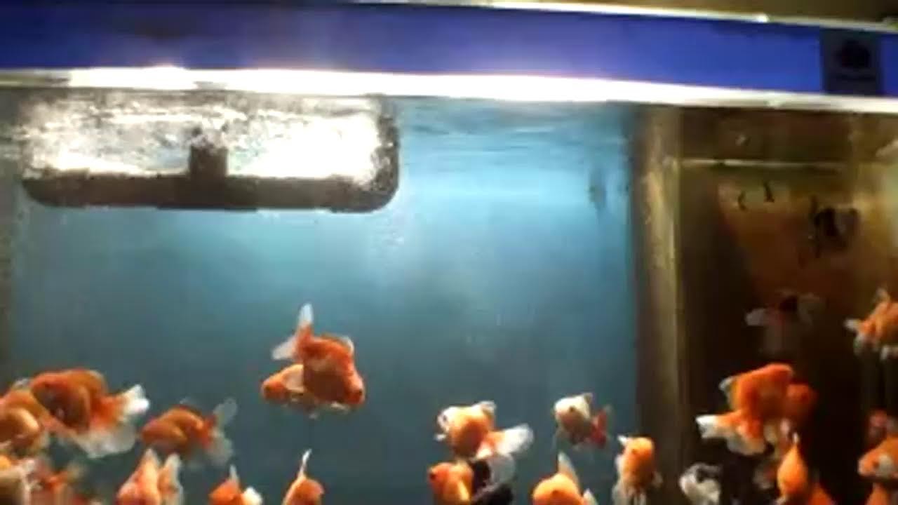 oranda merah putih ekor lebar 100 ribu 5 ekor