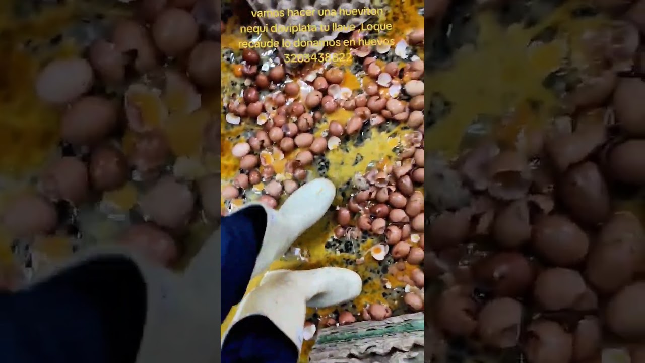 Polic&iacute;a o agente de tr&aacute;nsito multa o comparendo