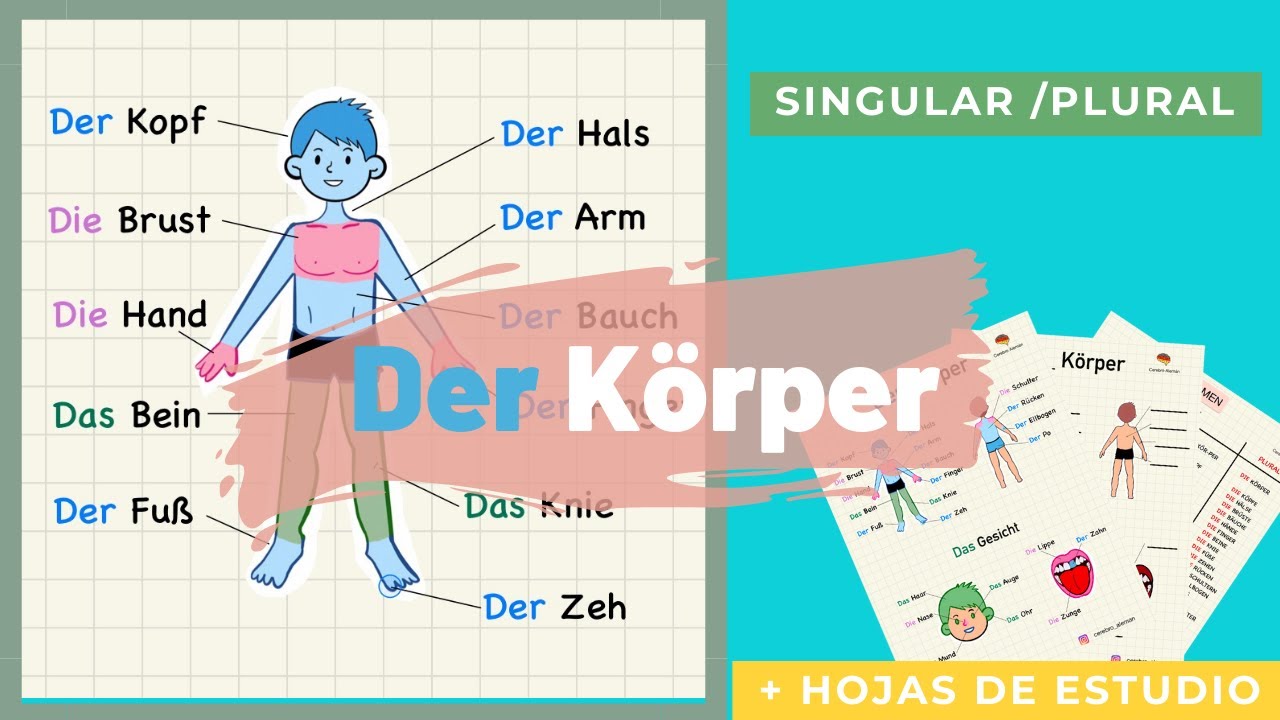 PARTES DEL CUERPO EN ALEMAN + Hojas de Estudio GRATIS / Körperteile - A1 Aprende de la mejor manera.