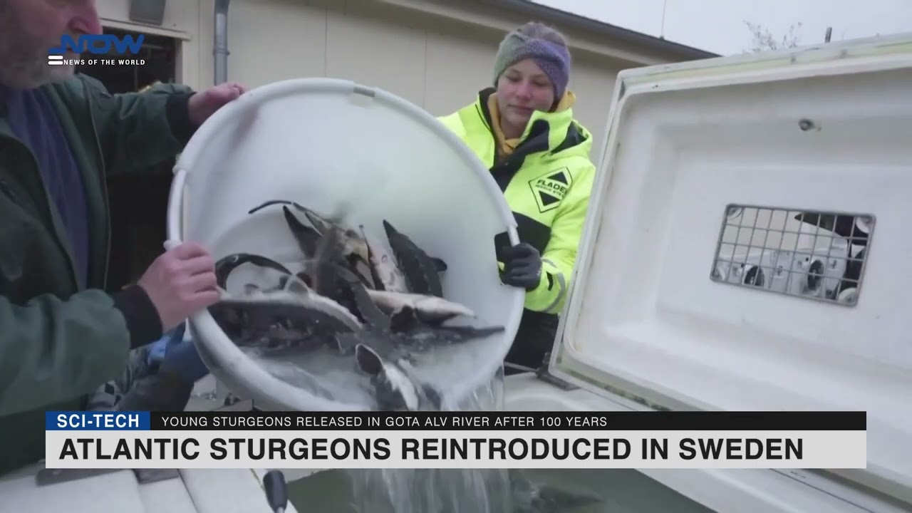 Atlantic Sturgeons Reintroduced in Sweden
