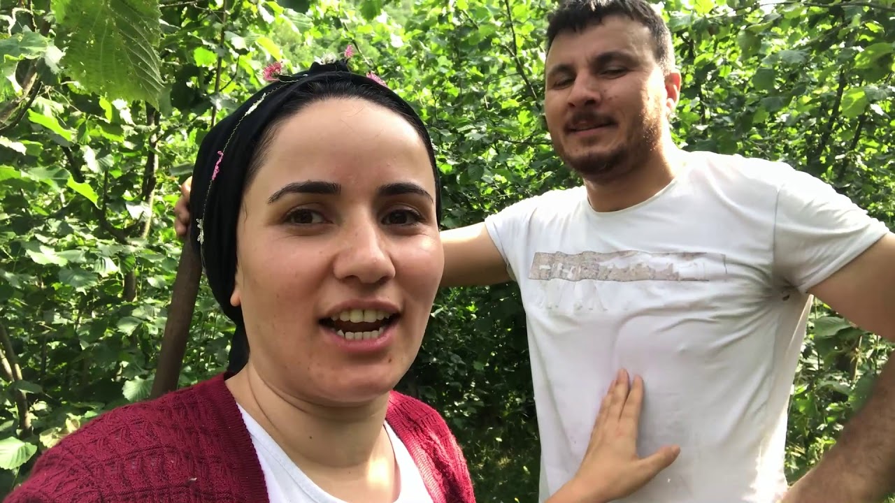 Fındık bahçesinde ÜNLÜ OLDU | Ordu | FINDIK  BAHÇESİ