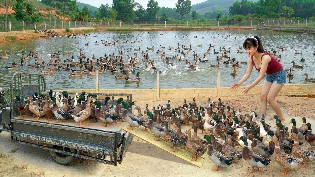 CEO Girl Harvests Big Ducks After 5 Months of Raising and Sells Them All at Market