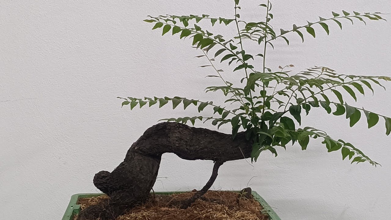 CÒN 3 EM MUỘI BÁN NỐT LH 0966009596đang phát trực tiếp!