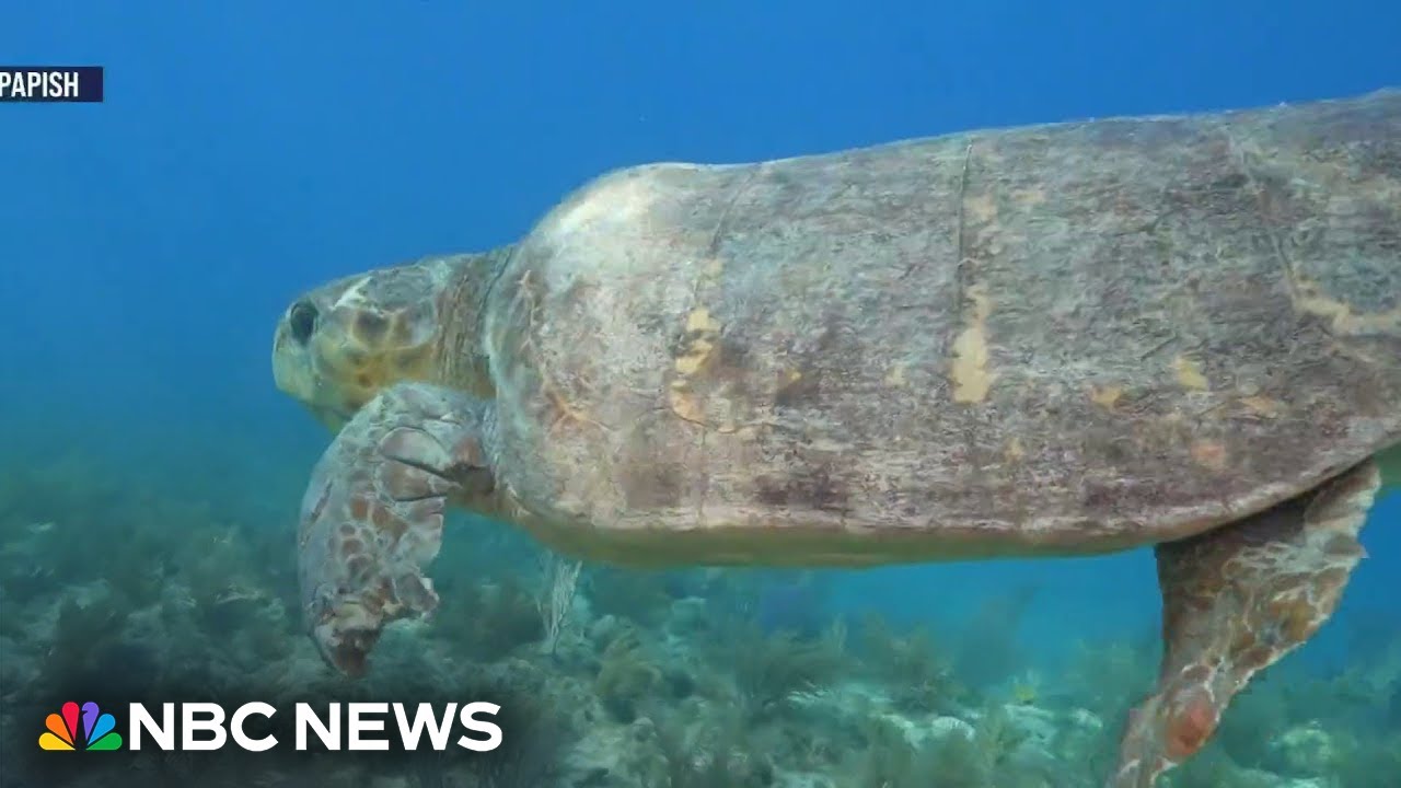 Lenny the giant loggerhead turtle heads back to the sea