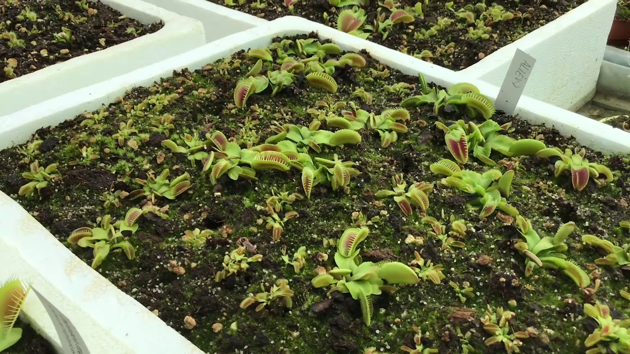 Las Dionaea muscipula SALEN de la HIBERNACIÓN