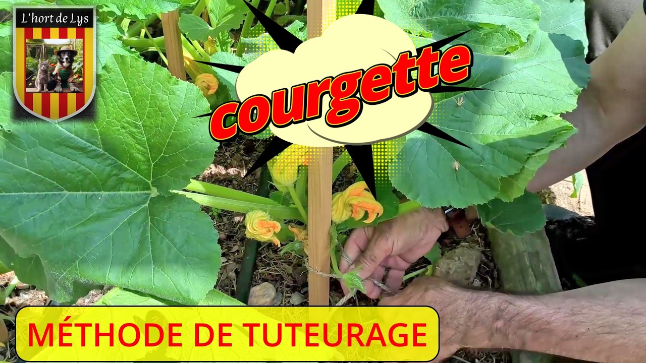 comment et pourquoi je tuteure mes courgettes