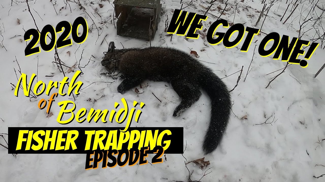 MN Fisher Trapping 2020 Epi 2