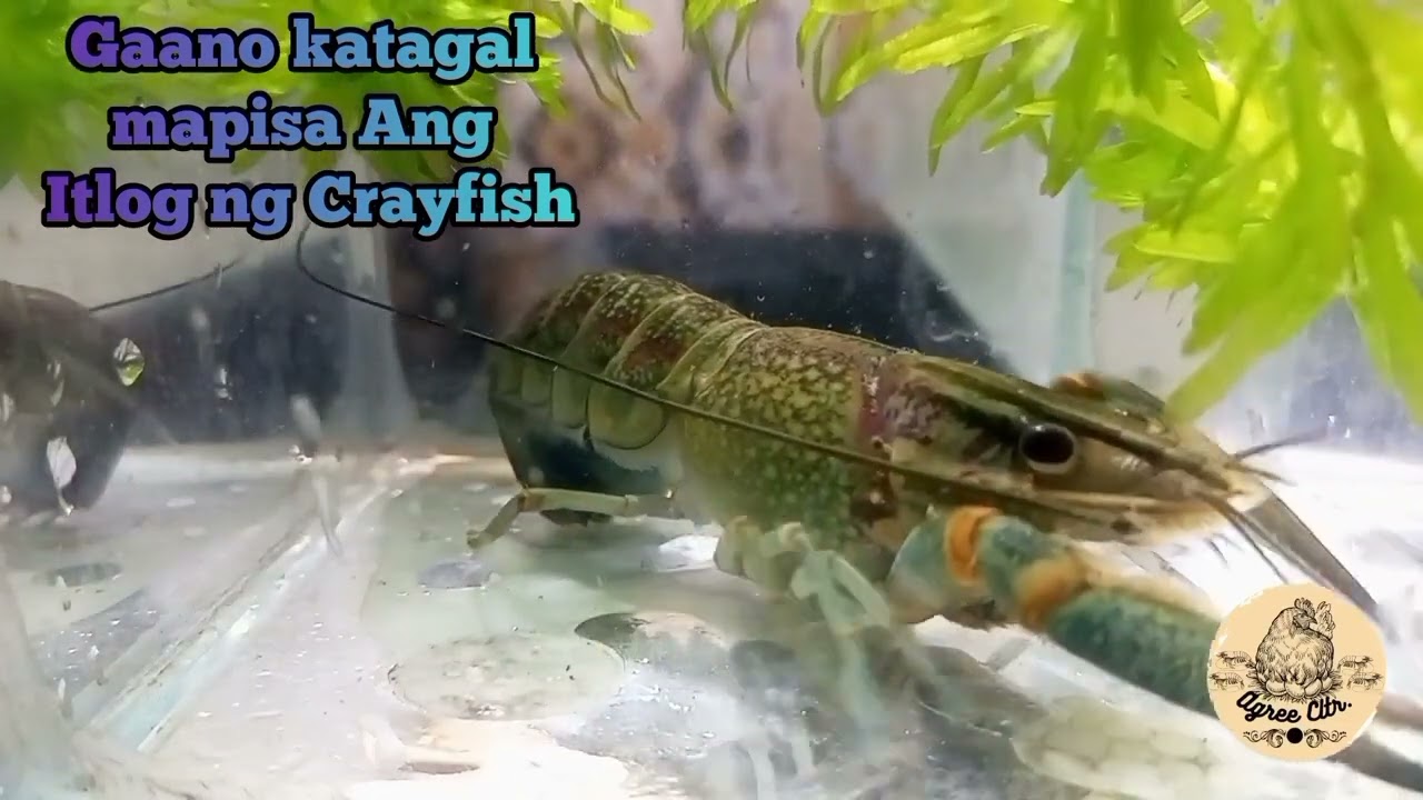 Gaano katagal mapisa ang Itlog ng Crayfish | #crayfish #crayfishaustralian #eggs