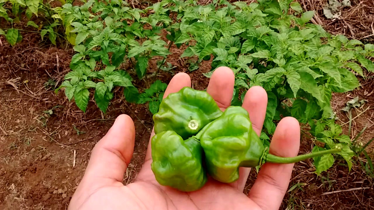 Cultivo de ají, Seguimiento