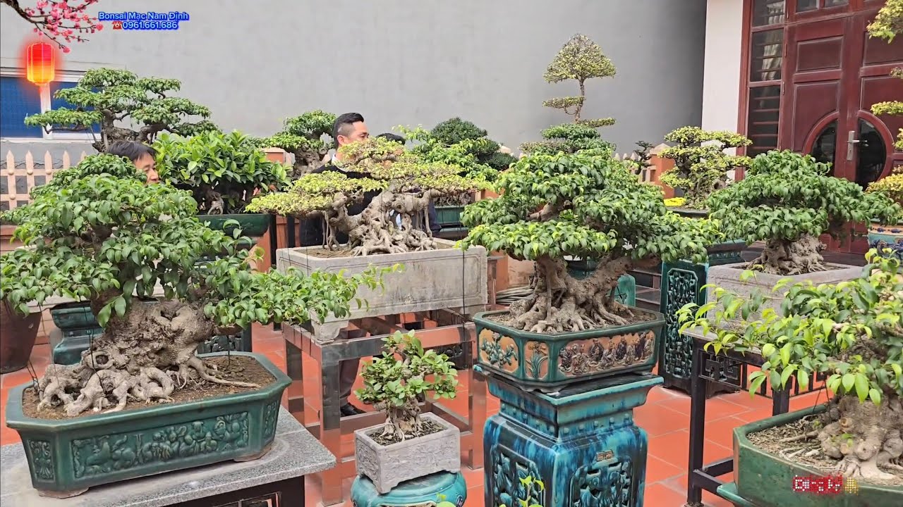 Sân chơi bonsai anh Lập chất lượng tại Làng giầy Hải Dương