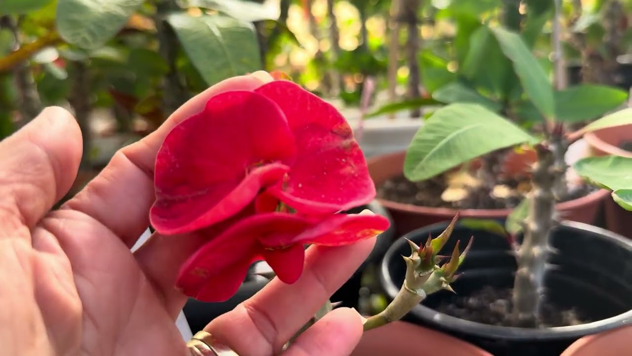 Nuevas floraciones y dónde comprar su lámina para un invernadero febrero 4
