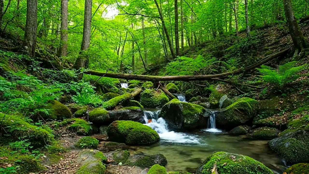 Relaxing Forest Sounds, Nature Sounds for Sleeping, Forest Stream and Birds, ASMR