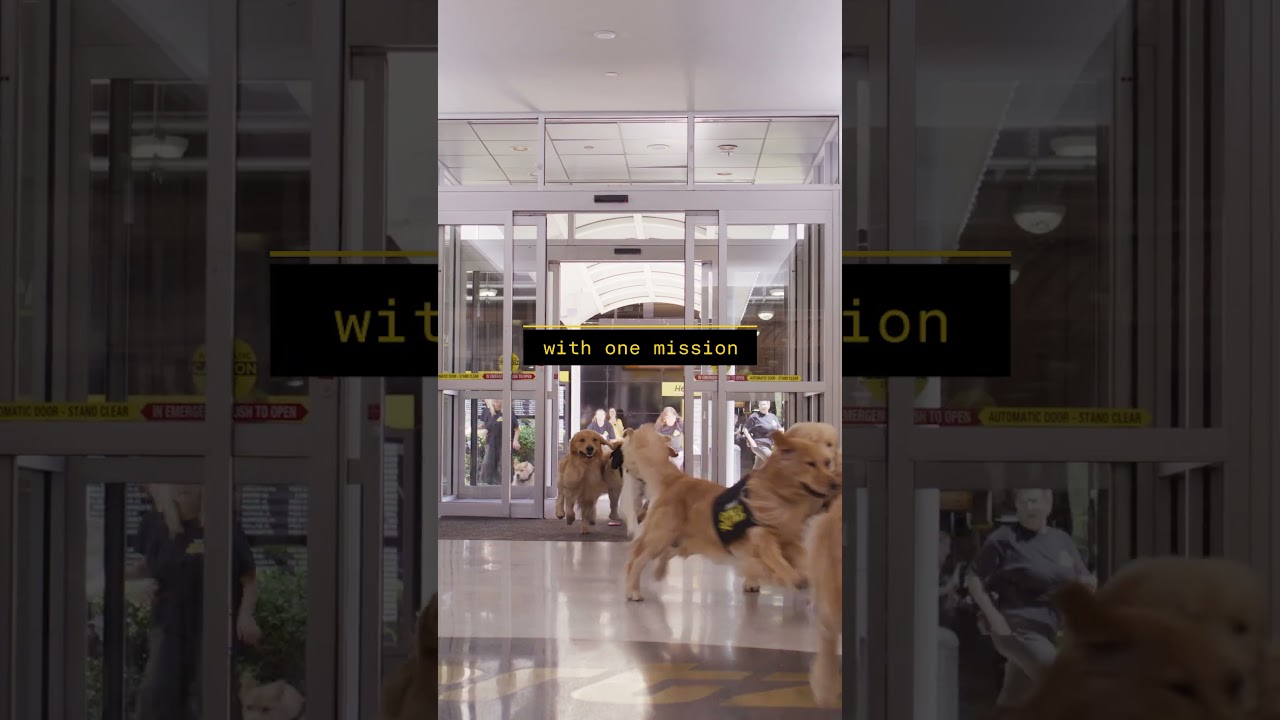 Hertz Gold Squad | Operation Golden  #goldenretriever #hertzgoldsquad #travel