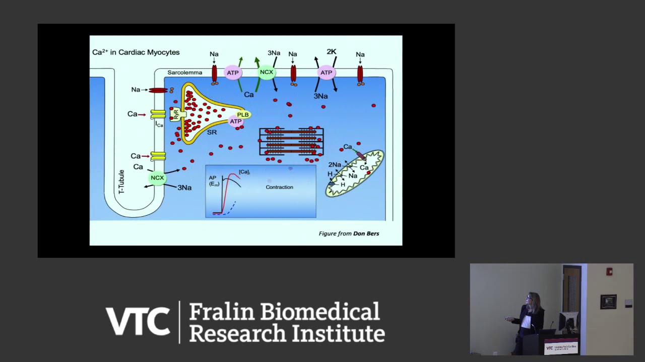 Stop making waves: A new regulatory role for cardiac myosin binding protein-C in contraction