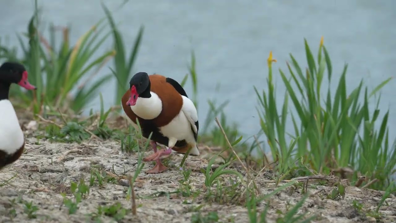 Shelduck at Titchfield Haven