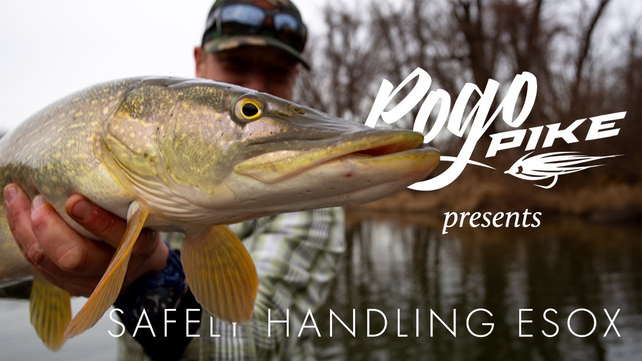 BIG Pike & Musky: Safely Handling Esox