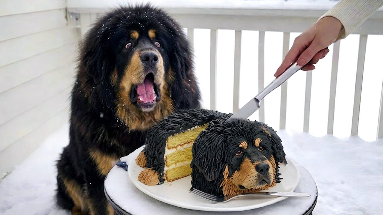 Dog and Cat Reactions to Cutting Cake 😱 Funny Dog and Cat Reactions 2026